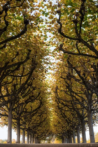 Alley in a park with yellow leaves. — ストック写真