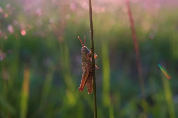Кузнечик в траве на лугу летом утром — стоковое фото