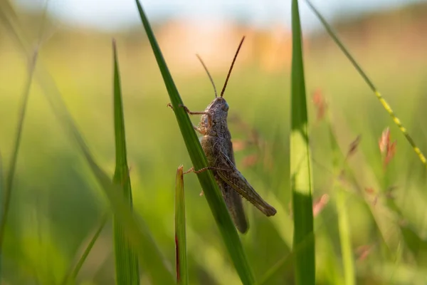 Gafanhoto na grama no prado na manhã de verão — Fotografia de Stock