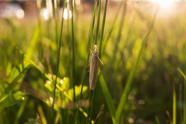 Kleiner Schmetterling sitzt abends auf der Sommerwiese auf grünem Gras. — Stockfoto