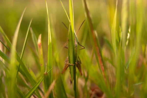 Grasshopper en la hierba en el prado en la mañana de verano —  Fotos de Stock