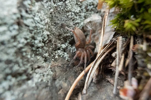 A small spider hiding waiting for insects. — Stock Photo, Image