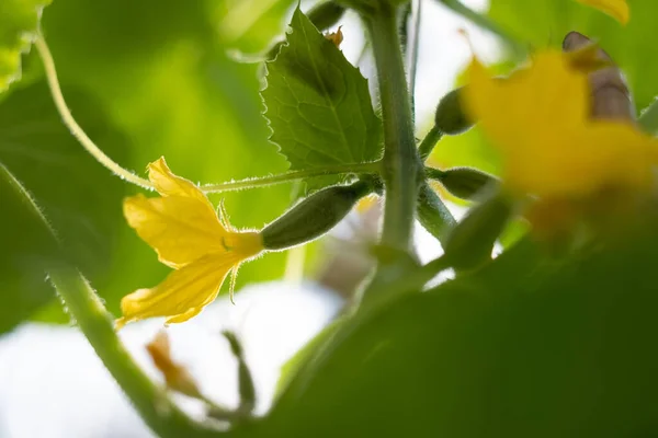 Kleine Gurken und Blumen wachsen im Gewächshaus. — Stockfoto