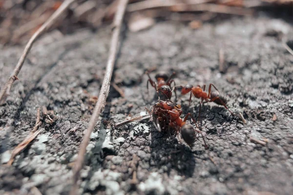 Czerwone mrówki leżą martwe mrówki w mrowisku. — Zdjęcie stockowe