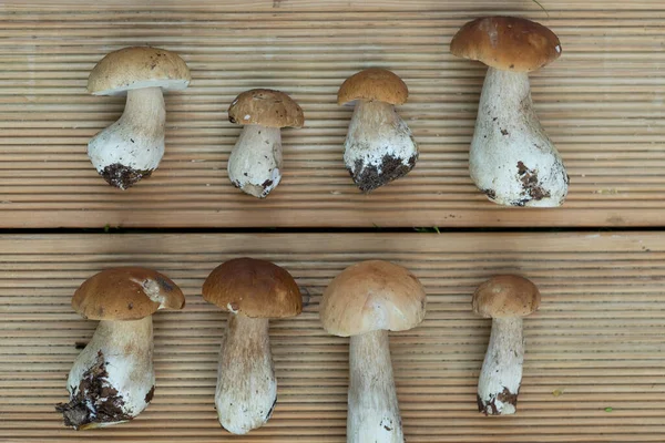 Lijnen van cep champignons. Herfst oogst. Vlakke plaat. — Stockfoto