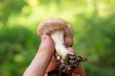 Lactarius torminosus ya da yünlü süt kapağı büyük bir agarik mantardır.