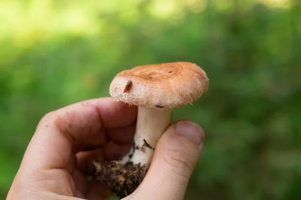 Lactarius torminosus of wollige melkmuts is een grote agarische schimmel — Stockfoto