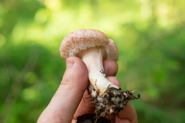 Lactarius torminosus of wollige melkmuts is een grote agarische schimmel — Stockfoto