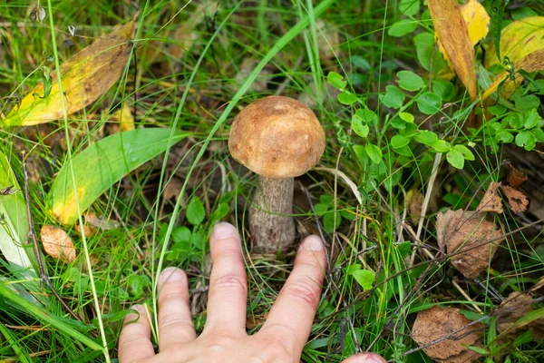 Рука показує на грибі в лісі, на траві — стокове фото