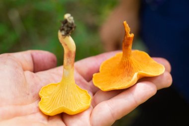Portakallı chanterelle ve Hygrophoropsis aurantiaca olarak bilinen sahte chanterelle 'i karşılaştırın. Görüntüyü kapat
