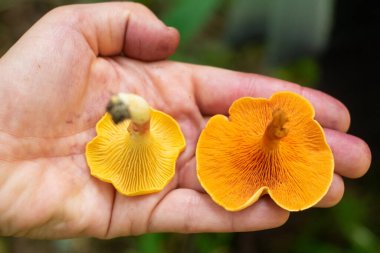 Portakallı chanterelle ve Hygrophoropsis aurantiaca olarak bilinen sahte chanterelle 'i karşılaştırın. Görüntüyü kapat