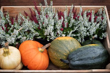 Cadılar Bayramı süsü için renkli balkabakları. Görüntüyü kapat
