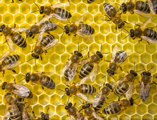 Arılar Iyi Esnaf Vardır Oluşturdukları Hücreleri Aynı Boyutlara Sahip — Stok fotoğraf