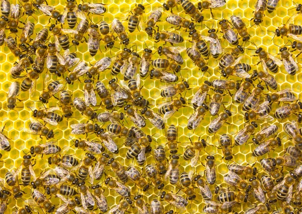 Deposition Queen Eggs Placement Bees Pollen Nectar Bees Build Honeycomb — Stock Photo, Image