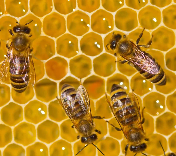 Bina Tar Nektar Från Honeycomb Omvandla Den Till Honung — Stockfoto