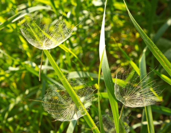 To spread to large areas of earth, plant seeds are equipped with parachutes.