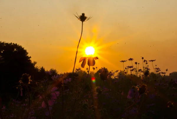 Vídeo Filmado Contra Sol Imagem Disparada Contra Sol — Fotografia de Stock