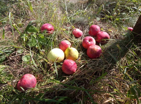 Gedaald Tot Grond Appels Aan Het Begin Van Herfst Herinneren — Stockfoto