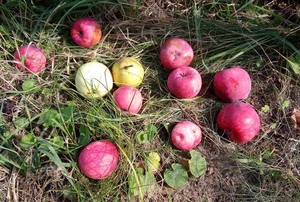 初秋のりんごを思い出させる地面に落ちてください — ストック写真