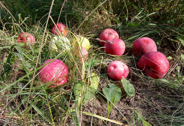 Gedaald Tot Grond Appels Aan Het Begin Van Herfst Herinneren — Stockfoto