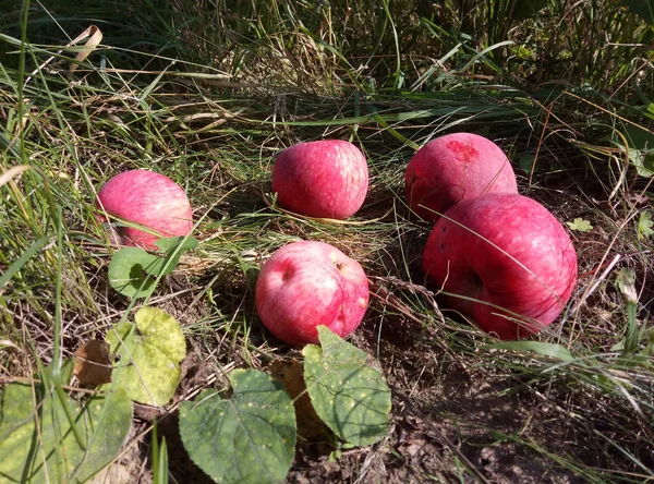 初秋のりんごを思い出させる地面に落ちてください — ストック写真