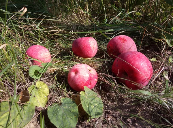 Gedaald Tot Grond Appels Aan Het Begin Van Herfst Herinneren — Stockfoto