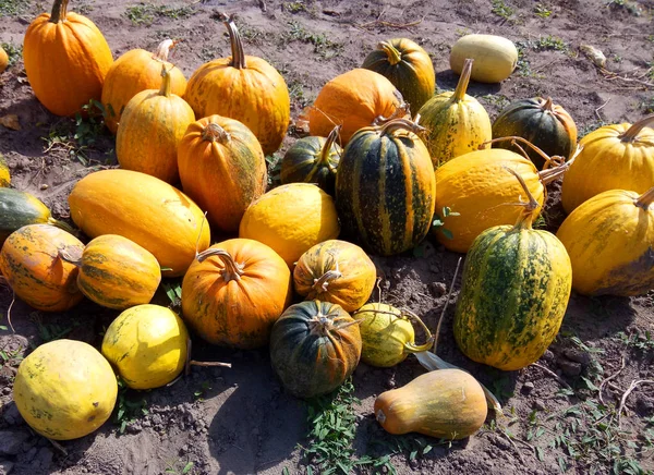 Kürbisse Haben Eine Andere Farbe Und Größe lizenzfreie Stockfotos