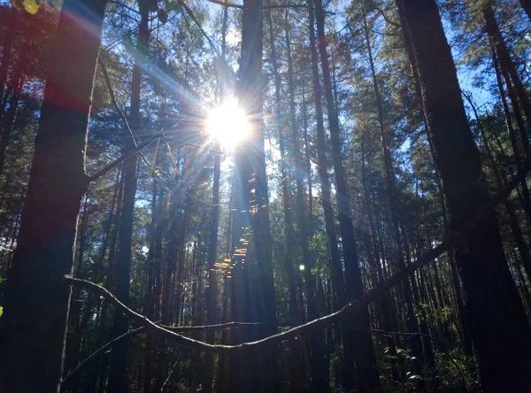 Sun Rays Penetrate Square Treetops Illuminate What Grows Forest — Stock Photo, Image