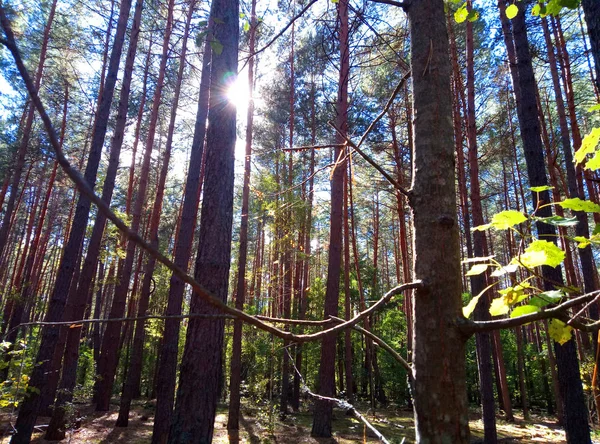 Сонячні Промені Проникають Площу Дерев Освітлюють Росте Лісі — стокове фото