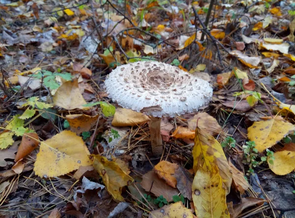 Mushroom Umbrellas Grow Mixed Forests Rainy Weather — Stock Photo, Image