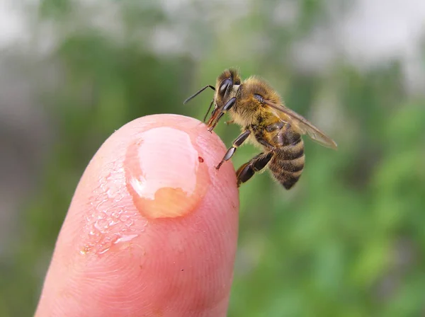 Une Abeille Recueille Miel Peau Doigt Apiculteur — Photo