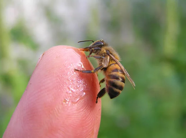 Een Honingbij Verzamelt Honing Uit Huid Van Een Vinger Imkers — Stockfoto