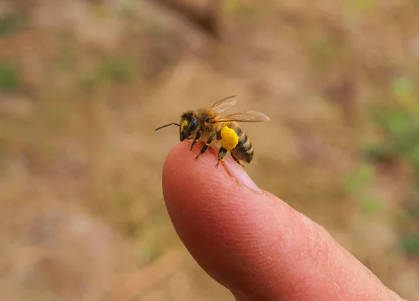 Een Honingbij Verzamelt Honing Uit Huid Van Een Vinger Imkers — Stockfoto