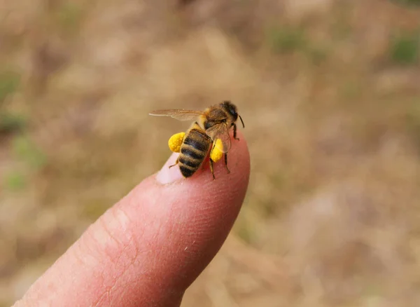 Une Abeille Recueille Miel Peau Doigt Apiculteur — Photo