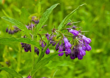 Bu bitki için şifalı bitkiler ait. Gölgeli yerler ve woods yetişir.
