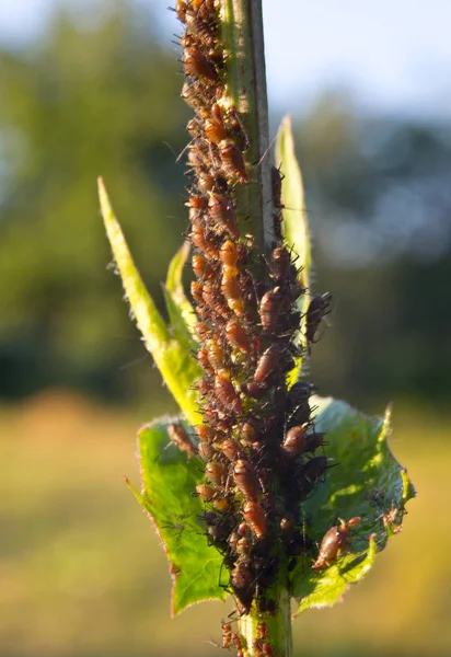 Bladluizen Ontwikkelen Een Jonge Tak Van Plant — Stockfoto