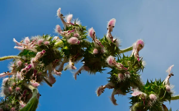 Utak Mentén Mint Gyom Motherwort Leonurus Szív Használatban Van Alternatív — Stock Fotó