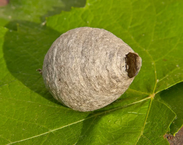 Dwelling Place Your Nest Wasps Built Secluded Place — Stock Photo, Image