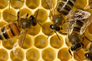 Arılar peteğin inşa