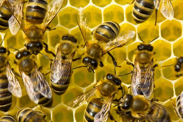 Bienen bauen Waben. Arbeit im Team. — Stockfoto