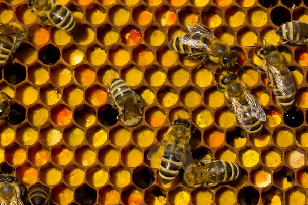 Bee zet het stuifmeel verzameld van de bloemen in de honingraat — Stockfoto