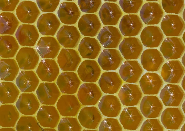 Favo de mel, néctar e luz refletida de sua superfície — Fotografia de Stock