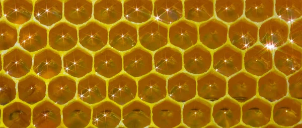 Nektar och honung i ny kam — Stockfoto