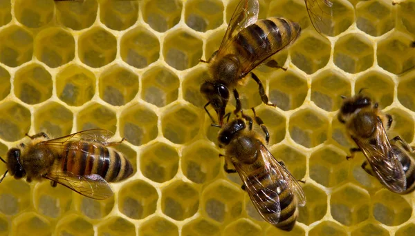 ハニカム上の蜂 — ストック写真