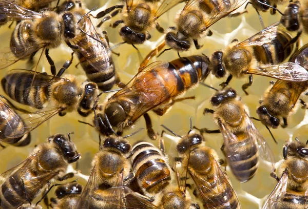 La joven abeja reina se mueve en panales — Foto de Stock