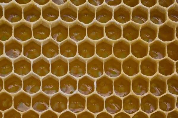 Néctar y miel en peine nuevo — Foto de Stock