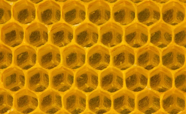 Œufs en nids d'abeilles — Photo