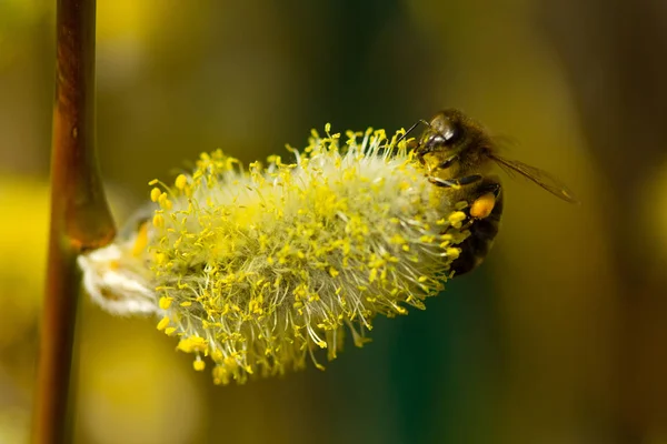 Bijen verzamelen nectar uit bloeiende wilg — Stockfoto