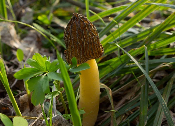 Mushroom Morel — Stock Photo, Image