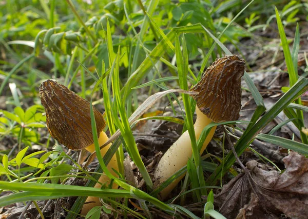 Morel de setas — Foto de Stock